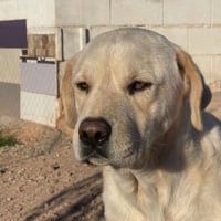 Photo de Laya