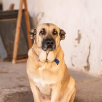 Photo de Raika