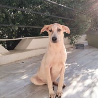 Photo de DOMI
