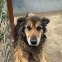 Photo de BANJO