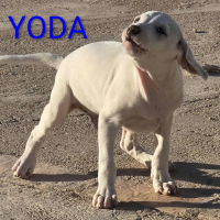 Photo de Yoda