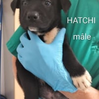 Photo de Hatchi