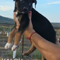 Photo de Kalou