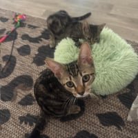 Photo de Gumby 