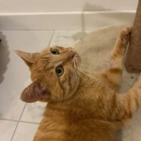 Photo de Cheddar 