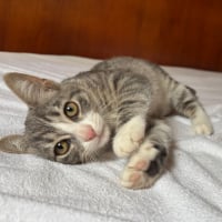 Photo de Bobun