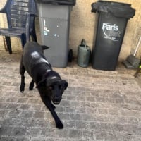 Photo de LAIKA