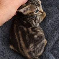 Photo de Gomi