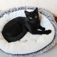 Photo de Black