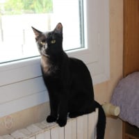 Photo de Dracula
