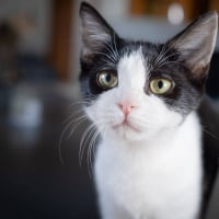 Photo de Mulan