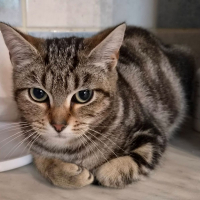 Photo de Merlin