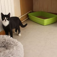 Photo de Zorro