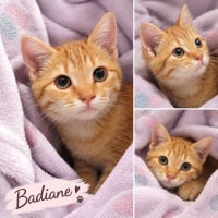 Photo de Badiane