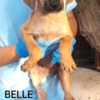 Photo de Belle