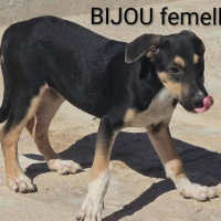 Photo de Bijou