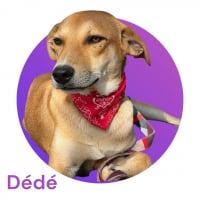Photo de Dédé