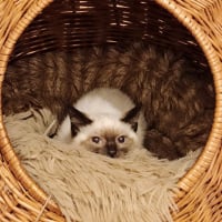 Photo de Coco 