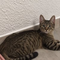 Photo de Miso 