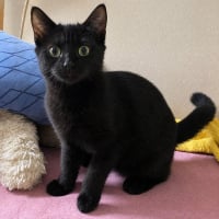 Photo de Loki 