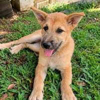 Photo de TACO