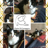 Photo de Domino