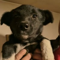 Photo de NIGRA