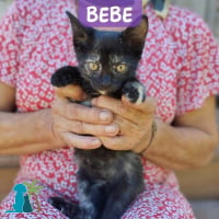 Photo de BEBE