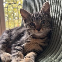 Photo de Biscotte