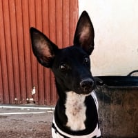Photo de Dark