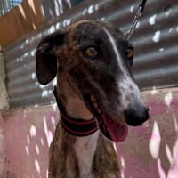 Photo de Candy