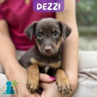 Photo de DEZZI