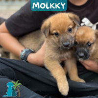 Photo de MOLKKY