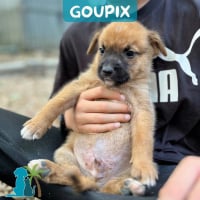 Photo de GOUPIX