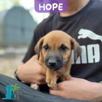 Photo de HOPE