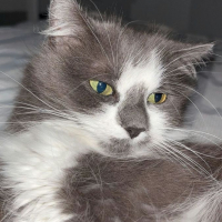 Photo de BELLA