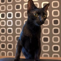Photo de Choco