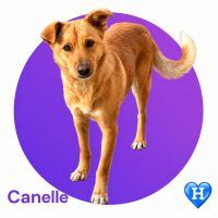 Photo de CANELLE