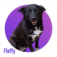 Photo de Flaffy
