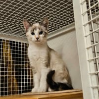 Photo de BIJOU