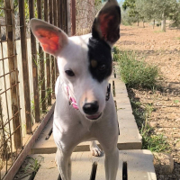 Photo de Paloma