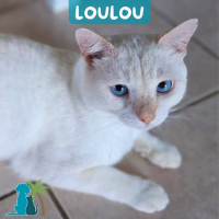 Photo de LOULOU