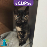 Photo de ECLIPSE