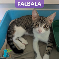 Photo de FALBALA