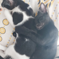 Photo de Rayo et Cosmo