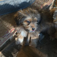 Photo de SCOOBY
