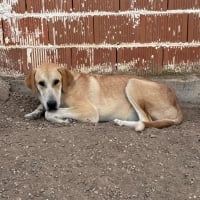 Photo de JULIETA