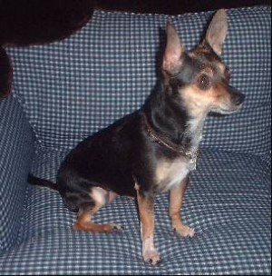 chi - Chihuahua
