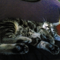 Photo #613 de Portalis