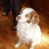 Photo #685 de Nougat